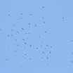 Cave Swallow